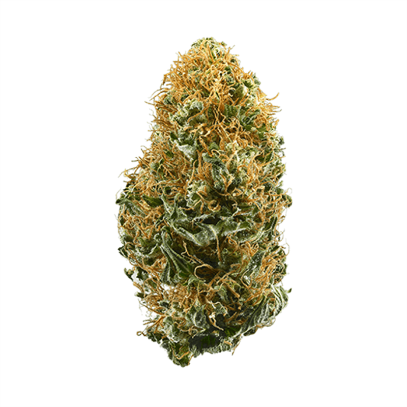White-Widow-3a